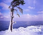 ice_covered_tree~0.jpg