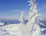 snow_covered_spruce__-¬Steve_Brimm.jpg