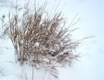 snowgrass72.jpg