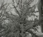 Snow_Shrouded_Tree.jpg