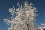 Snowy_Tree_and_Blue_Sky.jpg