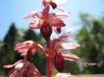 Striped_Coralroot_Orchid1.jpg