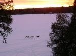 Sunset_Deer_Run.JPG
