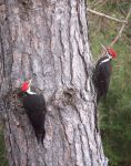 2_woodpeckers2_crop_002.jpg