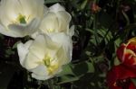Mack_white_tulip_clusters.jpg