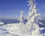 snow_covered_spruce.jpg