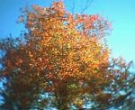 first_fall_color_in_commerce_twp_92004.jpg