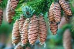 pine_cones.jpg
