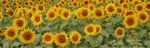 sunflowers_(2).jpg