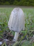 mushroom_2.jpg