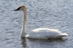 swans014.jpg