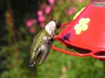 Drowsy Hummingbird.jpg