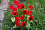 tulips_002.jpg