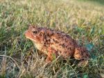 our_resident_toad_001.jpg