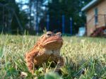 our_resident_toad_002.jpg