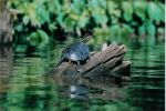 turtle2.jpg