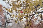 Apple_Tree_Lone_Apple_Nov_2005.jpg