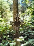 Iron cross at Cliff Cemetery.jpg