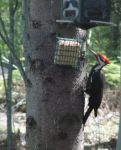 pileated woodpecker.jpg