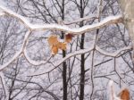 Maple Leaves Framed in snow.JPG