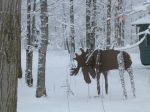 Spotted Moose.jpg