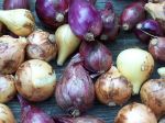 Onion_Harvest.JPG
