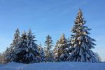Winter_Trees_at_Pt.jpg